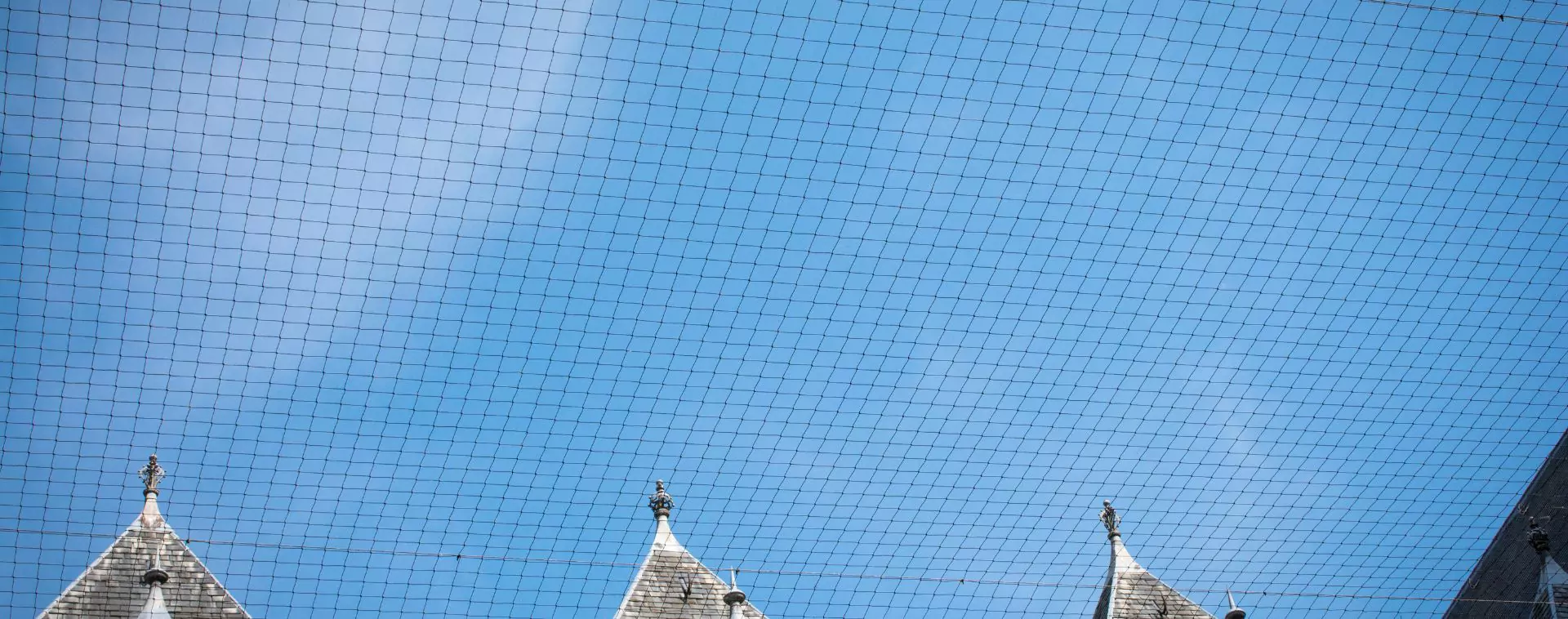 Pigeon Nets Chennai